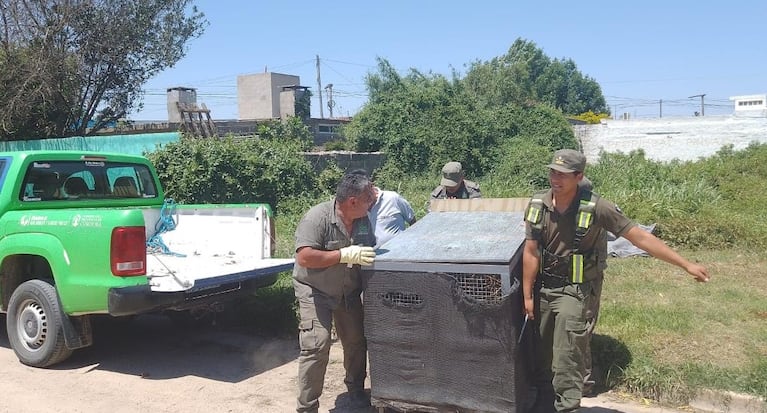 El ciervo apareció en una casa de Villa María.