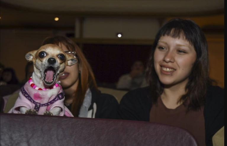 El cine para perros ya es realidad en Argentina: el creador contó su idea en Seguimos