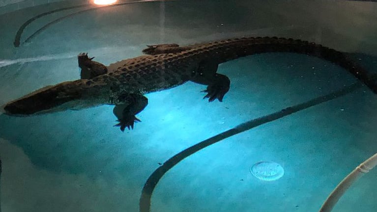 El cocodrilo se dio un chapuzón en una piscina.