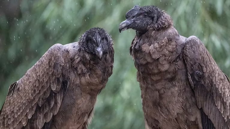 El cóndor andino se encuentra en peligro de extinción debido a la pérdida de hábitat y al envenenamiento.