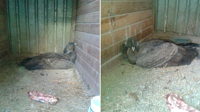 El cóndor estaba adormecido y no podía levantar vuelo.