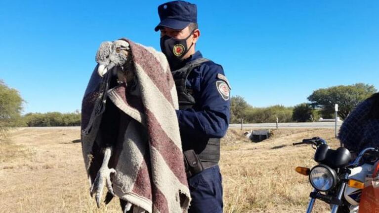 El cóndor rescatado en Traslasierra tiene heridas de escopeta y podría no volver a volar