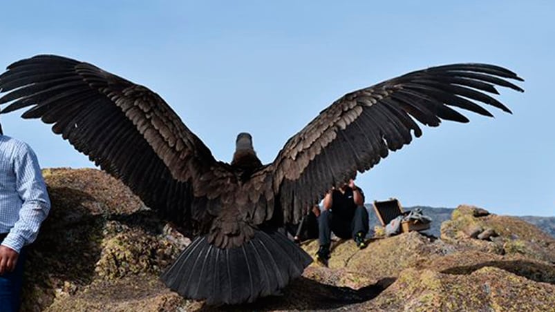 El cóndor voló en las Altas Cumbres.