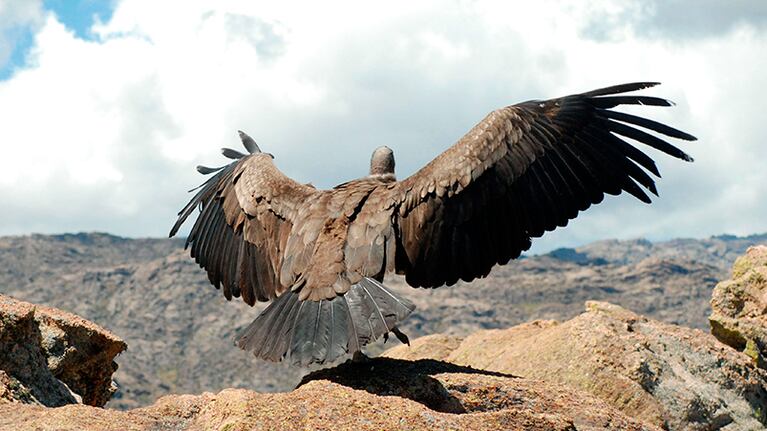 El cóndor volvió a volar.