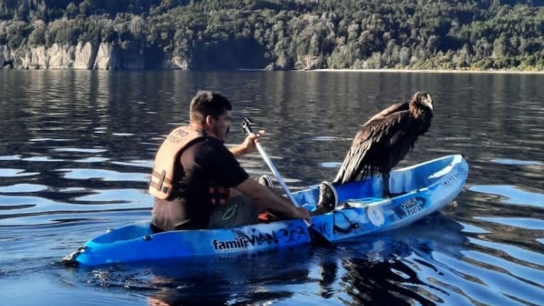 El cóndor ya estaba a salvo en un kayak sobre el lago Traful.