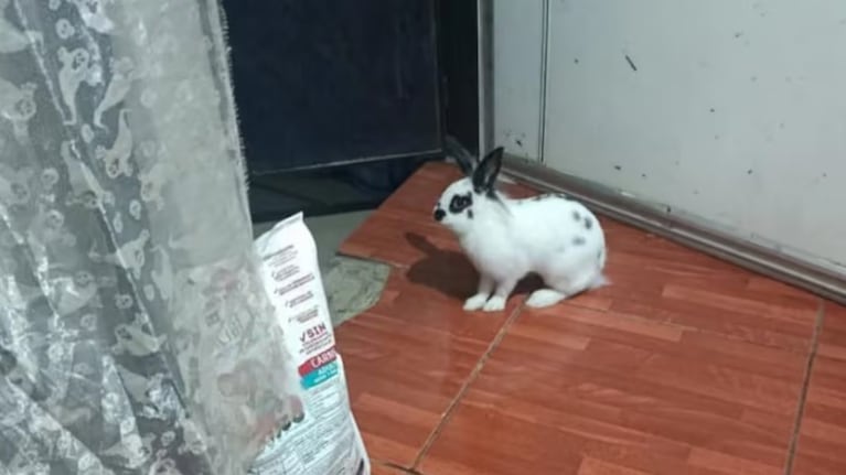 El conejo Vainilla frustró el robo del ladrón.