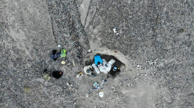 El Conicet encontró uno de los últimos dinosaurios en desaparecer.