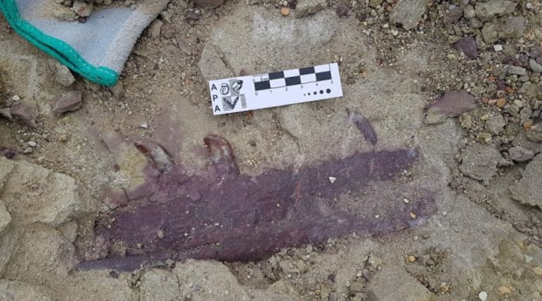 El Conicet encontró uno de los últimos dinosaurios en desaparecer. (Imagen: Conicet).