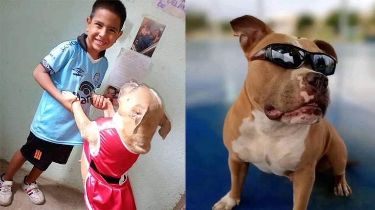 El conmovedor pedido de la familia de Sasha al ladrón que se la robó.