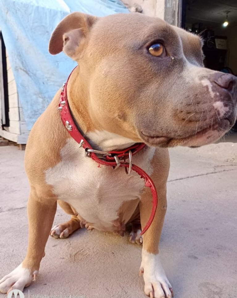 El conmovedor pedido de la familia de Sasha al ladrón que se la robó.
