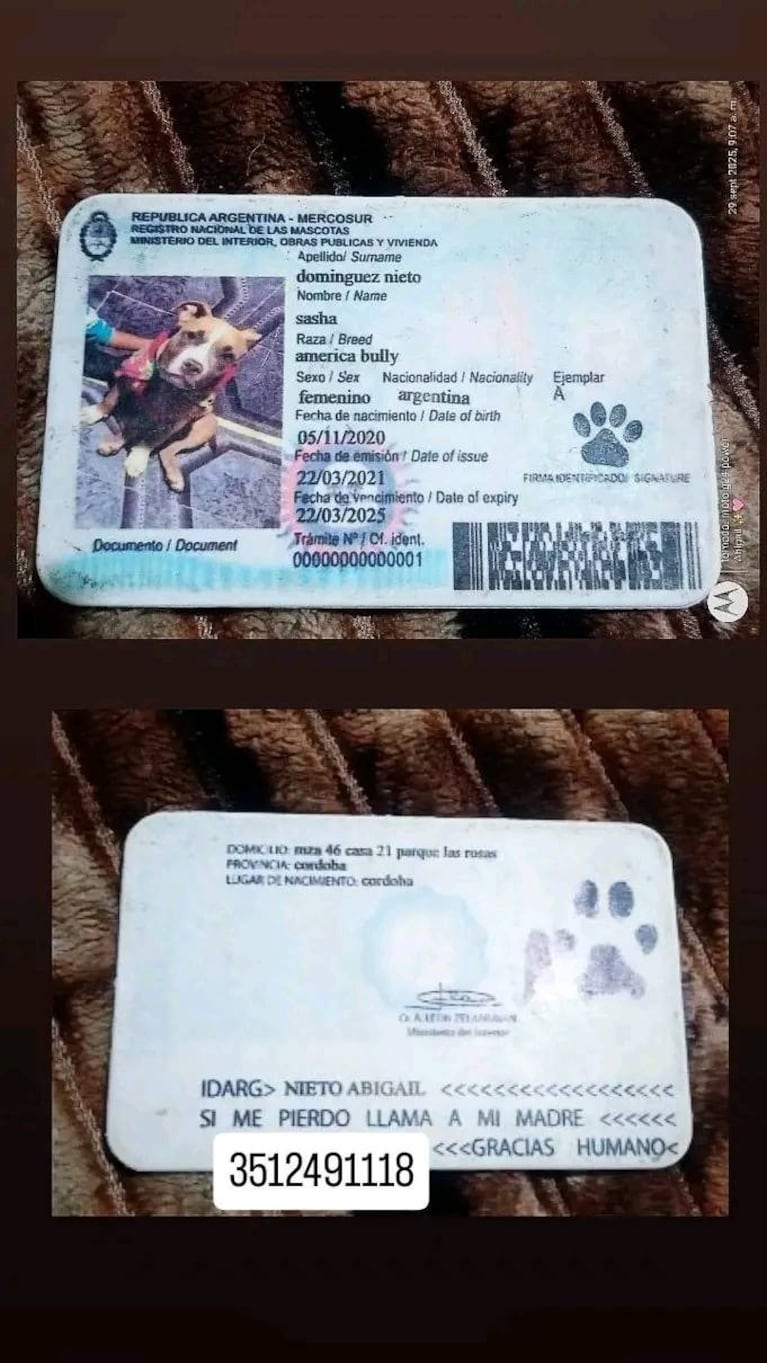 El conmovedor pedido de la familia de Sasha al ladrón que se la robó.