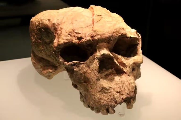 El cráneo encontrado por la Universidad de Fudan.
