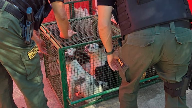 El criadero fue descubierto en barrio Villa Unión.