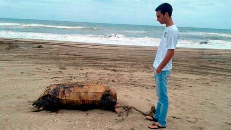 El cuerpo de la tortuga se encontraba en un estado deplorable. Foto: Minuto Uno