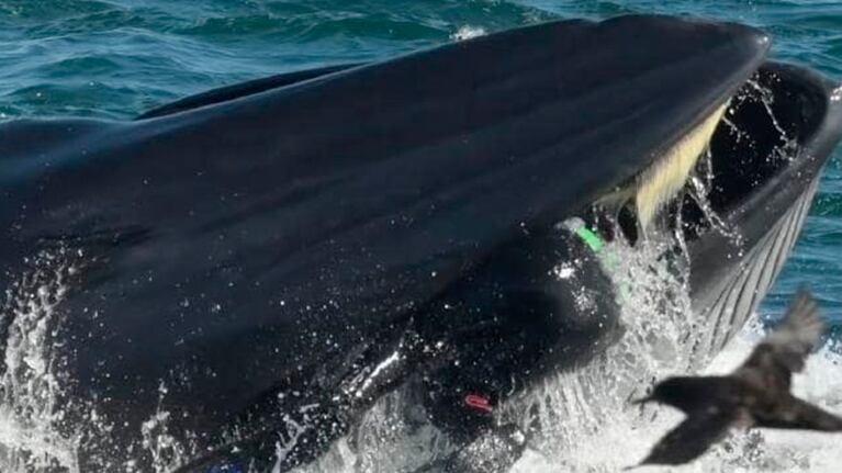 El cuerpo del buzo en la boca de la enorme ballena.