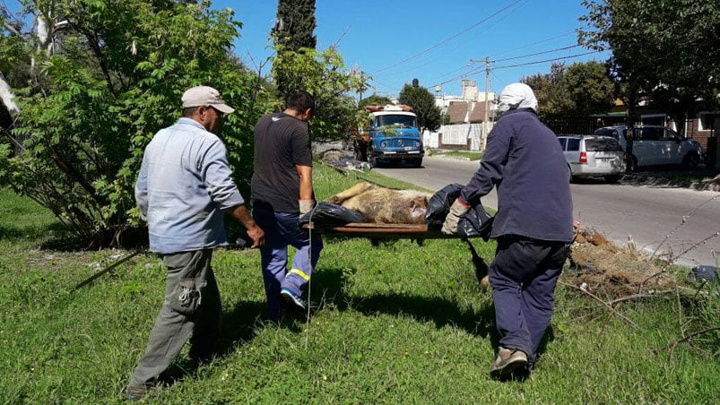 El cuerpo del perro presentaba un avanzado estado de descomposición. 