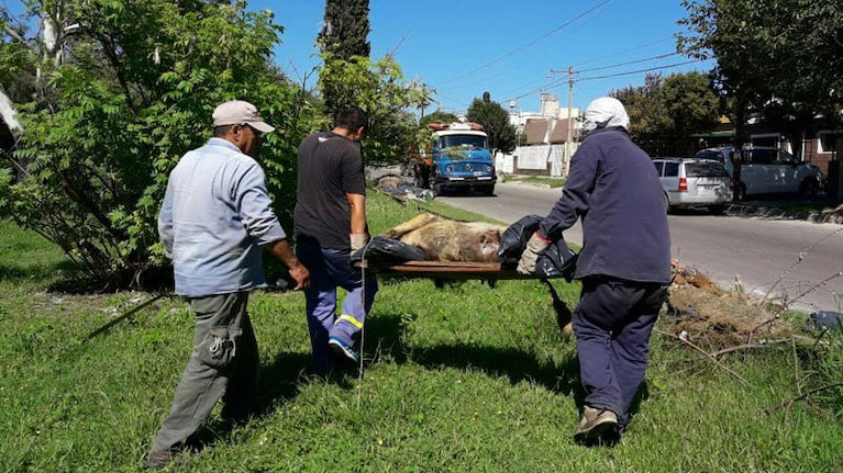 El cuerpo del perro presentaba un avanzado estado de descomposición.