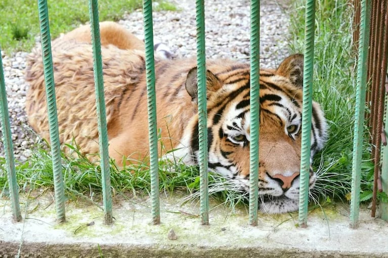 El cuidador de un zoológico murió atacado por un tigre: dejó abierta la puerta de la jaula