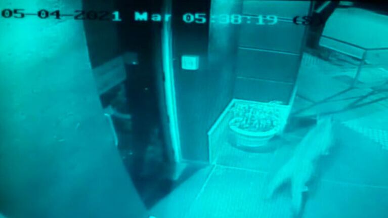 El curioso episodio ocurrió este martes a las 5:38 de la madrugada. (Captura de video)