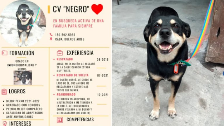 El CV de “Negro”, un perro que busca un hogar después de la muerte de su dueño