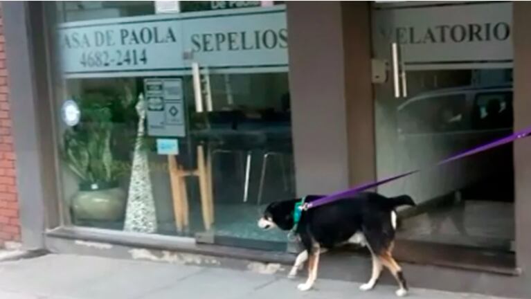 El CV de “Negro”, un perro que busca un hogar después de la muerte de su dueño