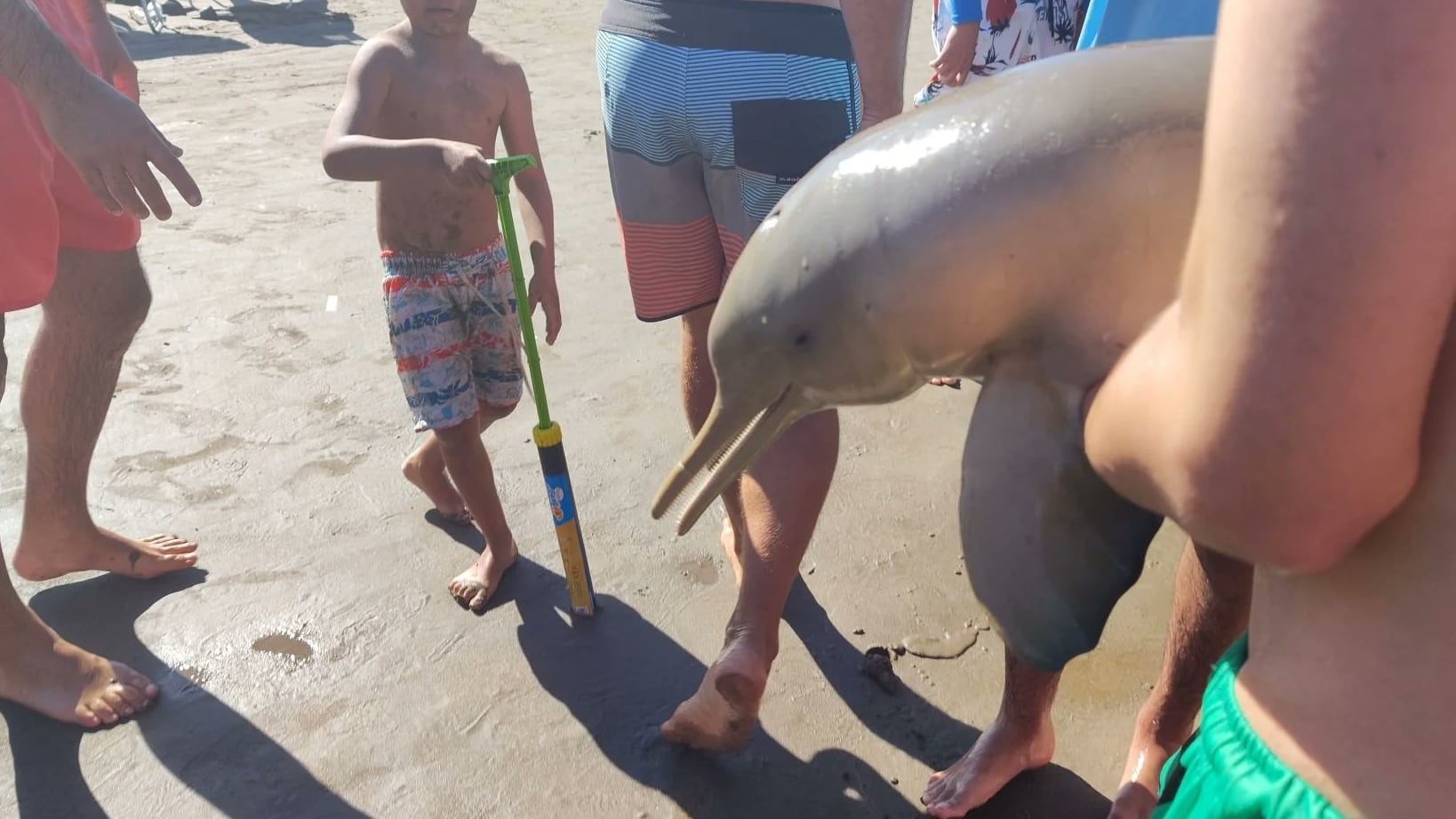 El delfín murió en los brazos de un joven que lo sacó del mar.