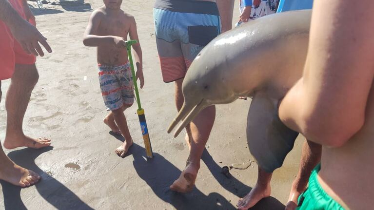 El delfín murió en los brazos de un joven que lo sacó del mar.