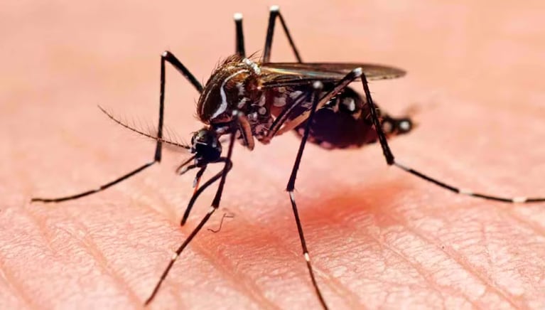 El dengue no genera síntomas catarrales.