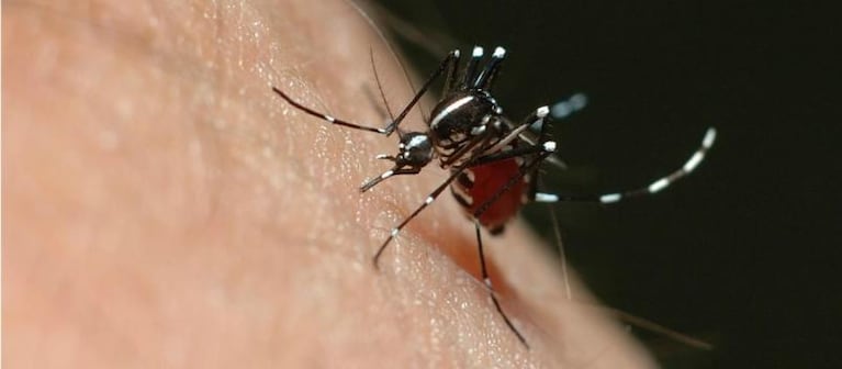 El dengue no para: ya son 21 las provincias con casos confirmados