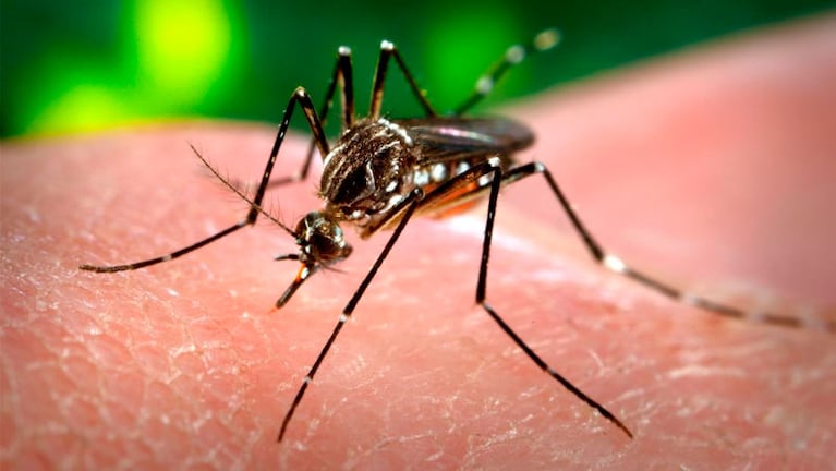 El dengue se propaga en los domicilios. 