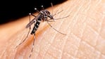 El dengue sigue en aumento en Córdoba.