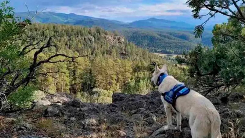 El deportista fue hallado con su perro a su lado. 