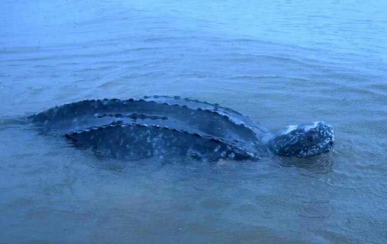 El descubrimiento fue a 700 metros de la costa de José Ignacio.