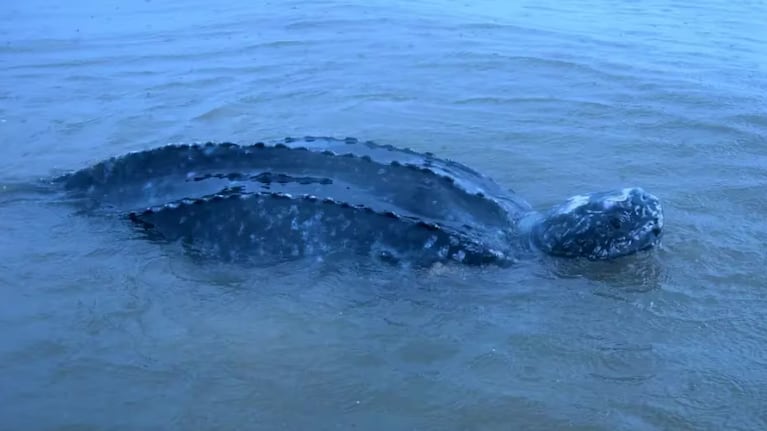 El descubrimiento fue a 700 metros de la costa de José Ignacio.