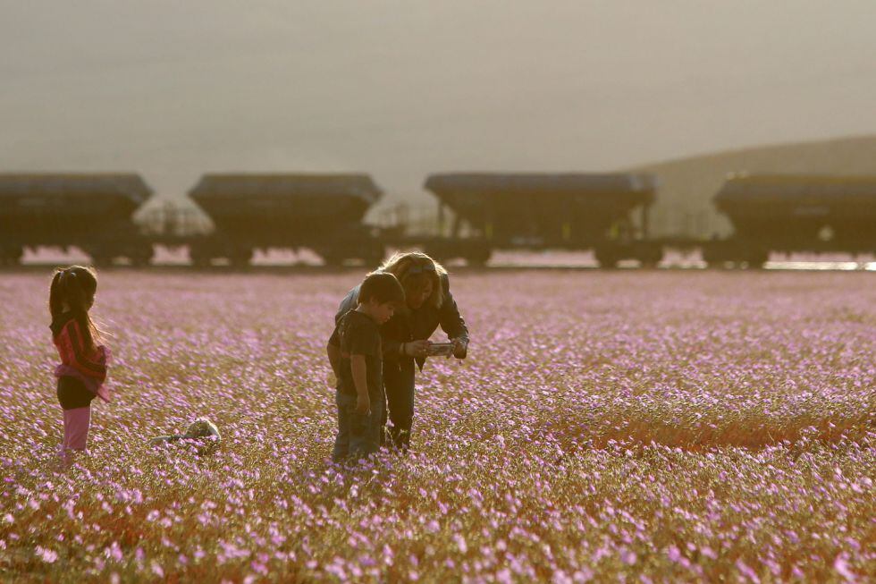 El desierto de Atacama, cubierto de un manto de flores por el aumento de lluvias.