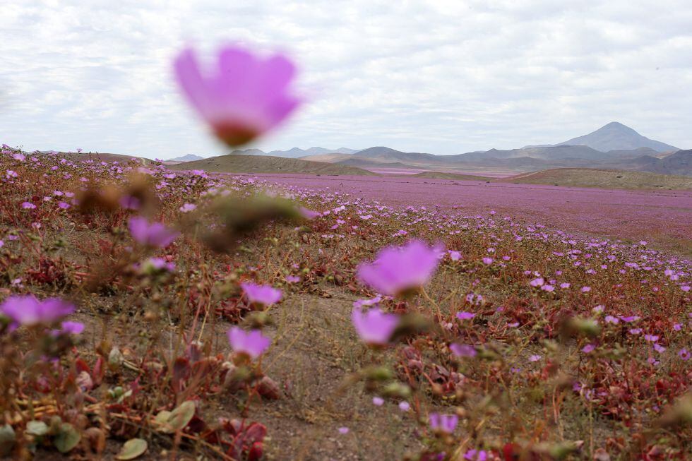 El desierto de Atacama, cubierto de un manto de flores por el aumento de lluvias.