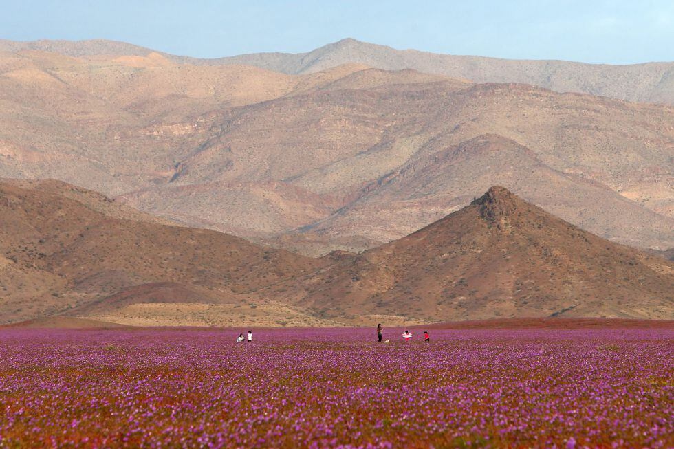 El desierto de Atacama, cubierto de un manto de flores por el aumento de lluvias.