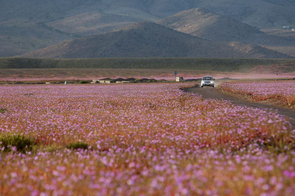 El desierto de Atacama, cubierto de un manto de flores por el aumento de lluvias.