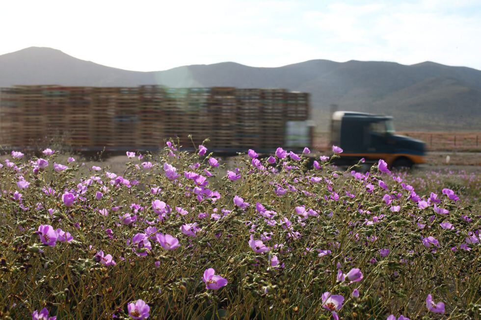El desierto de Atacama, cubierto de un manto de flores por el aumento de lluvias.
