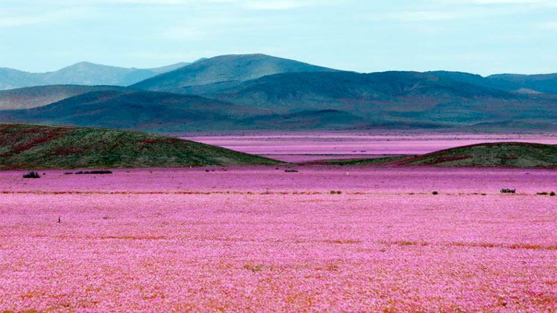 El desierto de Atacama, cubierto de un manto de flores por el aumento de lluvias.