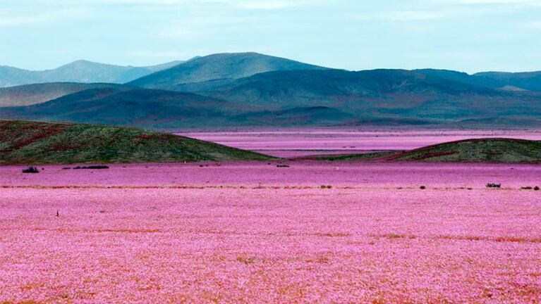El desierto de Atacama, cubierto de un manto de flores por el aumento de lluvias.