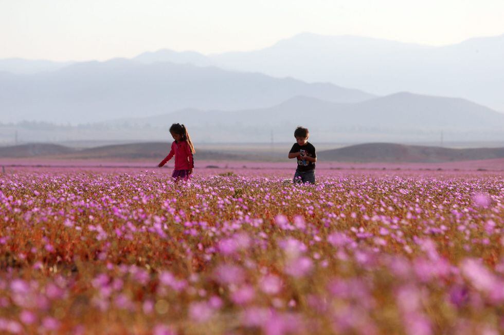 El desierto de Atacama, cubierto de un manto de flores por el aumento de lluvias.