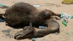 El desierto se convirtió en un cementerio de camellos.