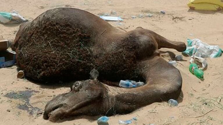 El desierto se convirtió en un cementerio de camellos.