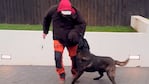 El Dibu mostró el entrenamiento de su perro guardián.