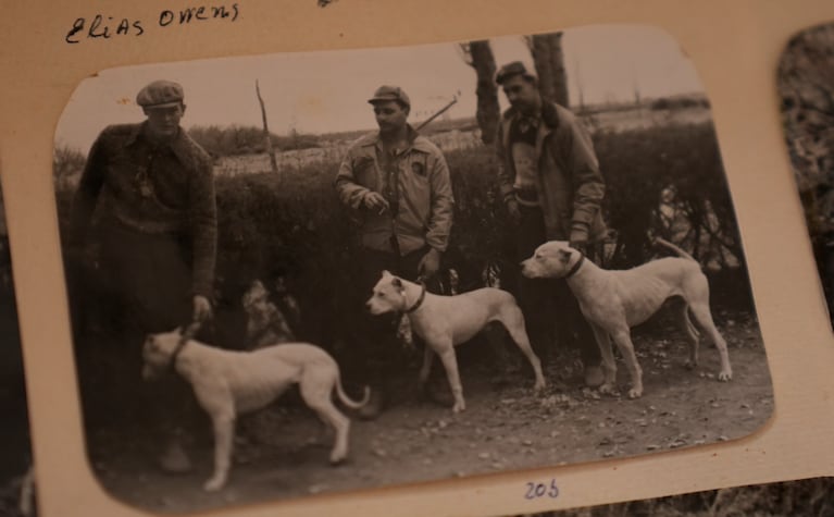 El dogo argentino fue diseñado para la caza mayor en el monte cordobés.