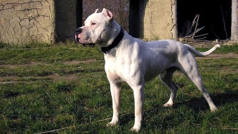 El dogo argentino vuelve a quedar en el centro de la polémica.