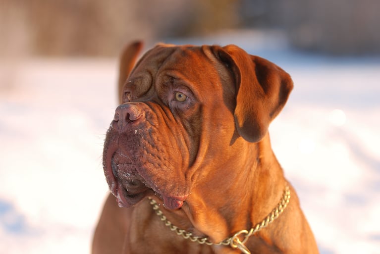 El dogo de burdeos es una de las 14 razas catalogadas como “potencialmente peligrosas” en la ciudad de Córdoba. Imagen ilustrativa.