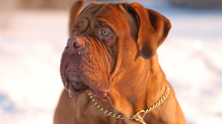 El dogo de burdeos es una de las 14 razas catalogadas como “potencialmente peligrosas” en la ciudad de Córdoba. Imagen ilustrativa.