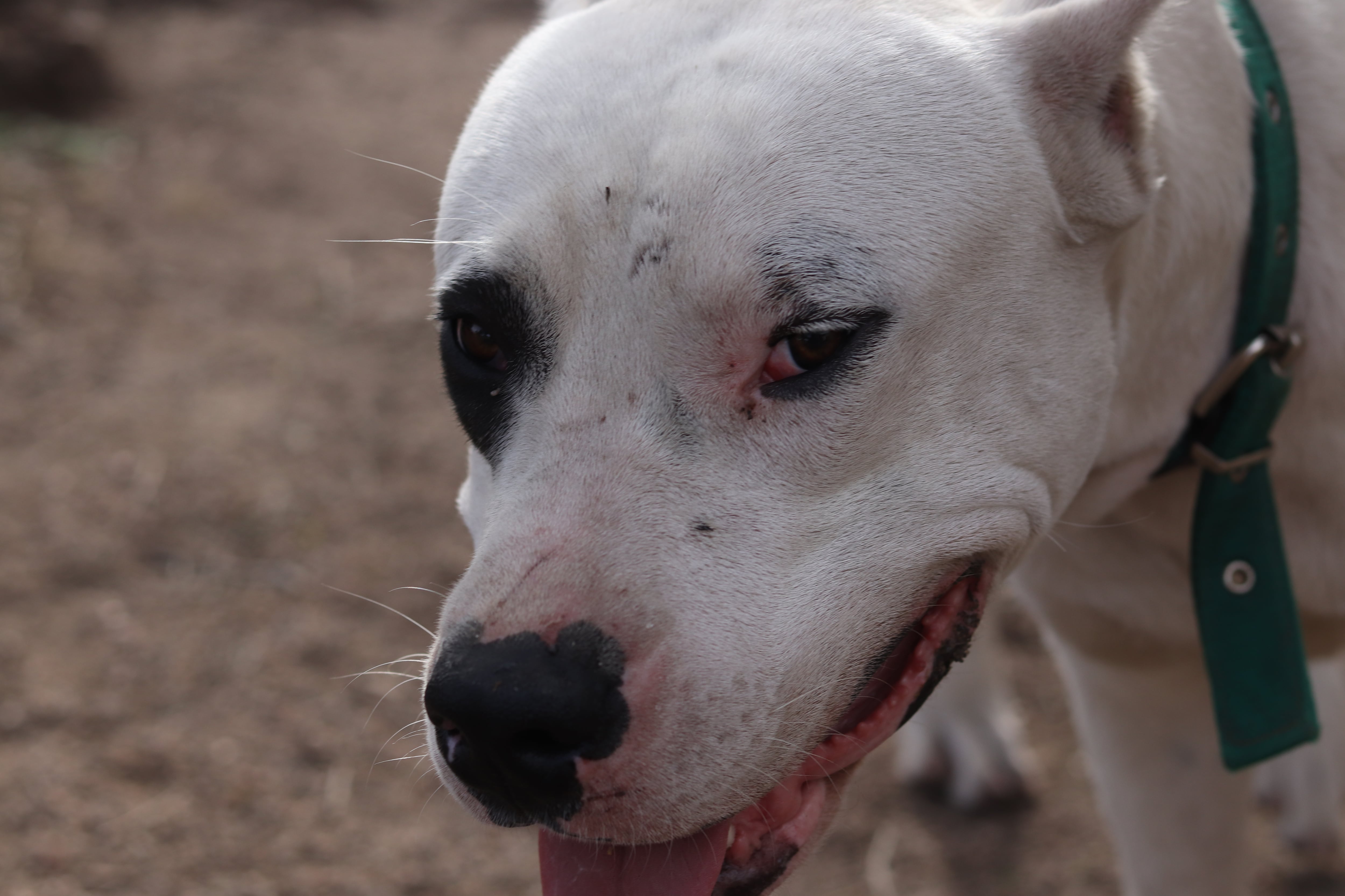 El dogo tiene la capacidad de seguir respirando mientras muerde, por lo que difícilmente suelte a su presa. 